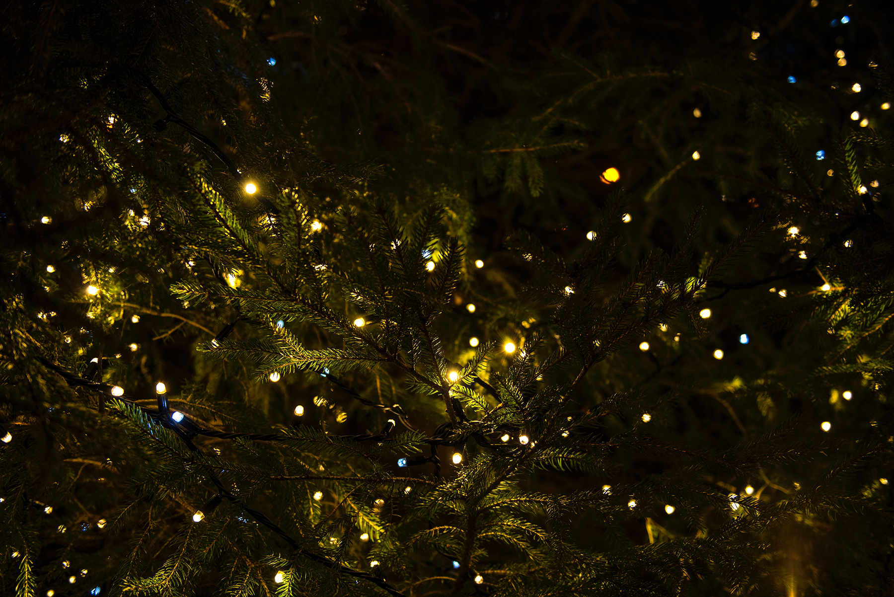 christmas-lights-proposal